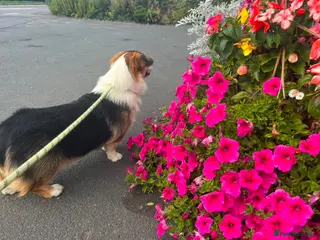 Welsh Corgi Pembroke dogs Welsh Pembroke Corgi Boy Available for Stud - Advert 9