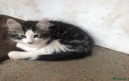 Mixed Breed cats for sale: Rescued feral farm kittens  - Image 5
