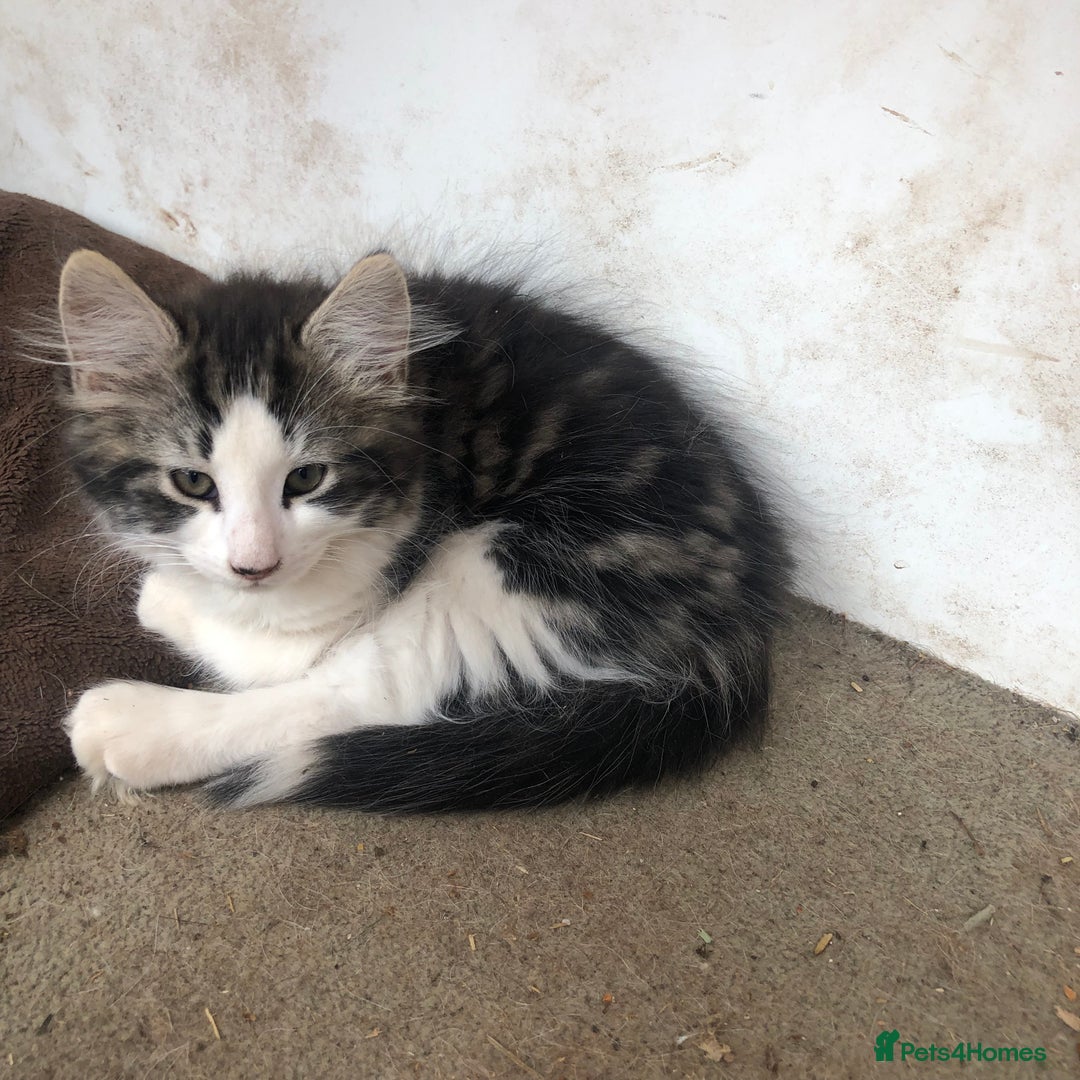 Mixed Breed cats for sale: Rescued feral farm kittens  - Image 5
