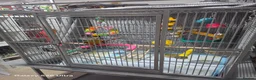 Conures birds for sale: 10 Week old silly tame male Sun Conure, ready  - Advert 7