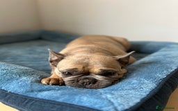 French Bulldog dogs for sale: French bulldog girl for rehome - Advert 5