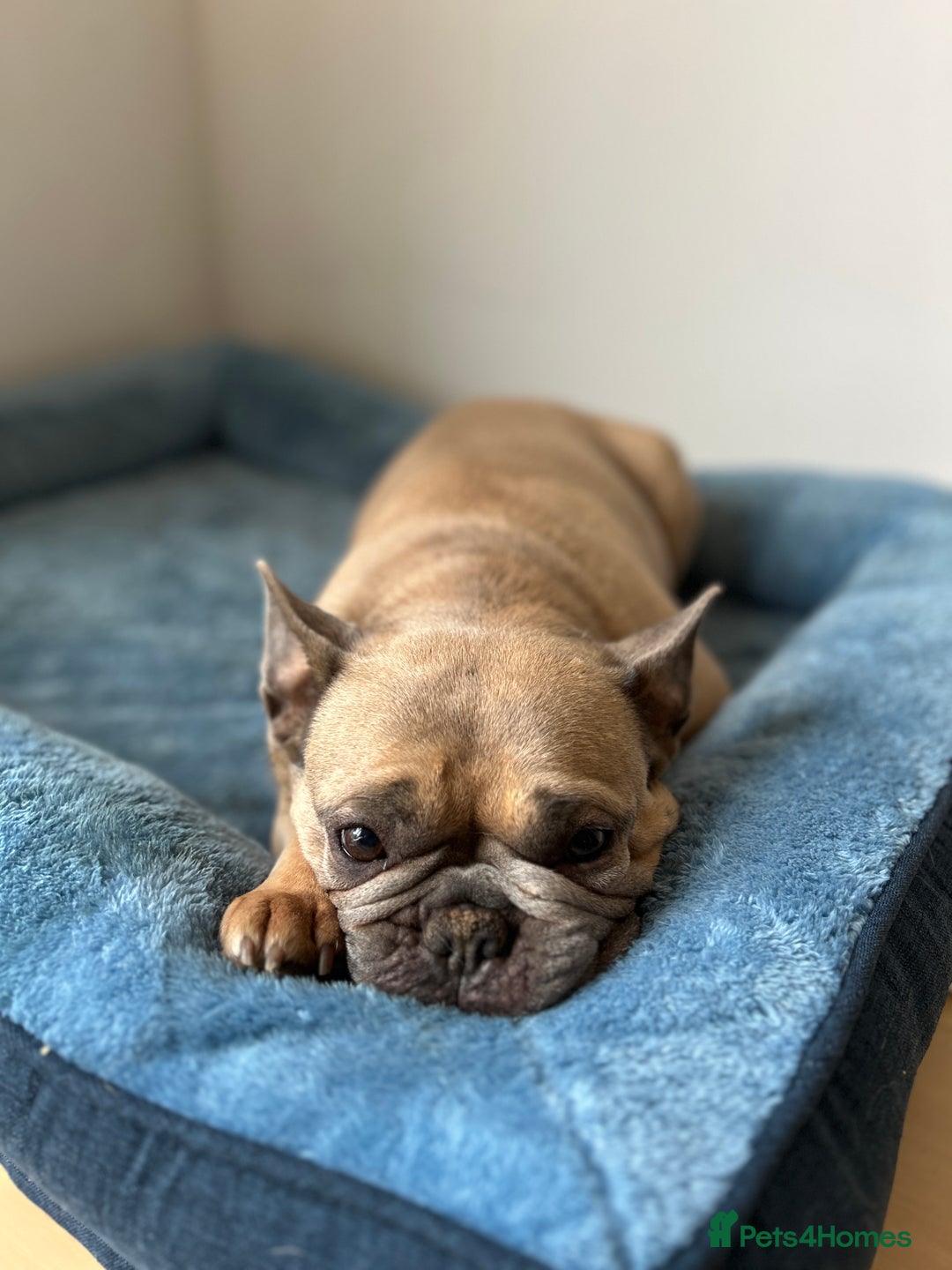 French Bulldog dogs for sale: French bulldog girl for rehome - Advert 5