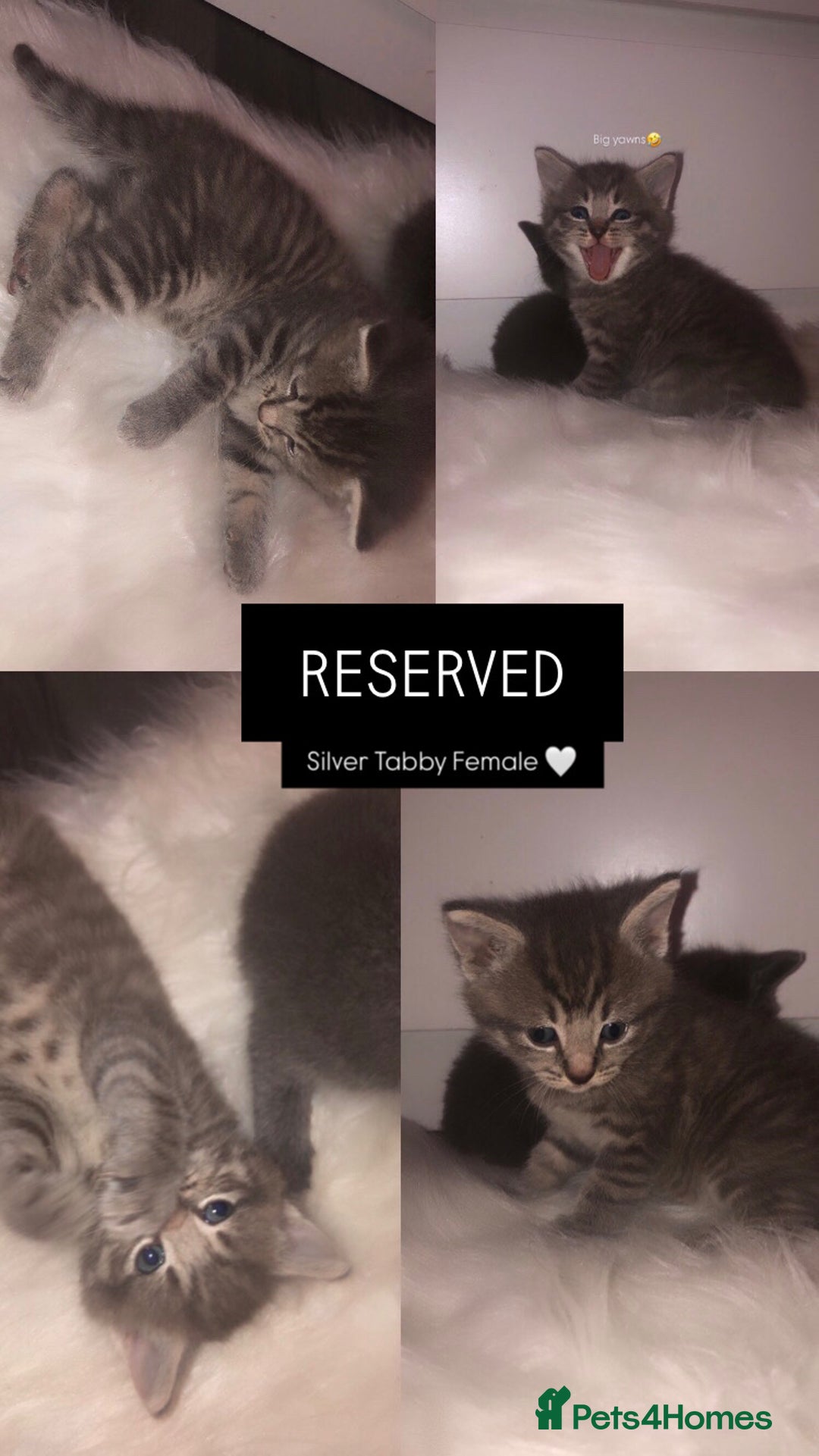 Mixed Breed cats for sale: 3 BABY KITTENS LEFT 🩷🩷🩵 - Image 6