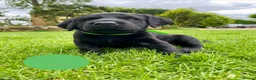 Labrador Retriever dogs for sale: KC Registered Labrador Retriever - 2 girls & 1 boy - Advert 3