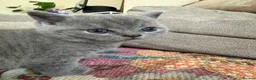 British Shorthair cats for sale:  Adorable kittenBlue British Shorthair  GCCF - Advert 18