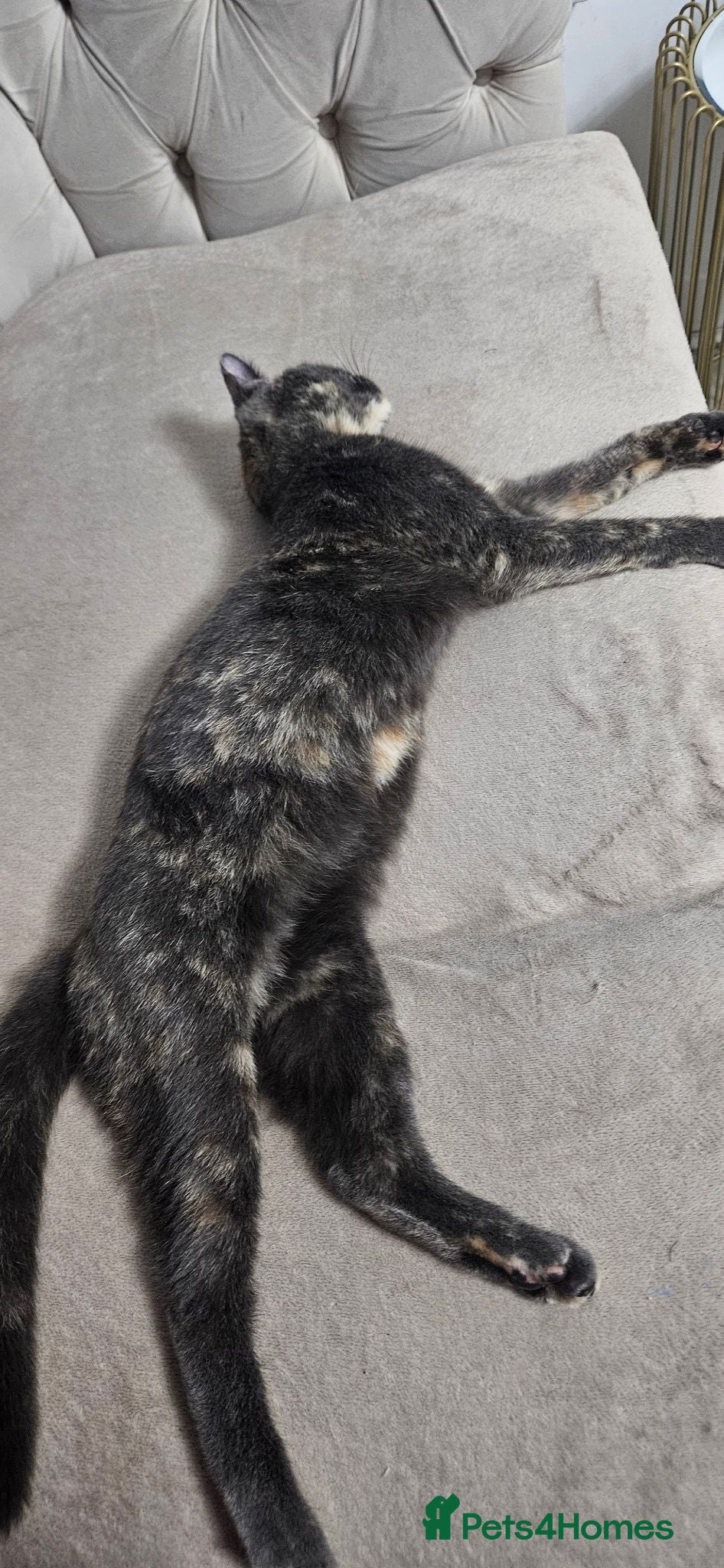 Mixed Breed cats Beautiful mix of tortielle and tabby  - Advert 8