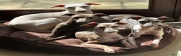 Italian Greyhound dogs for stud: Cream Italian Greyhound for Stud KC Registered - Advert 3
