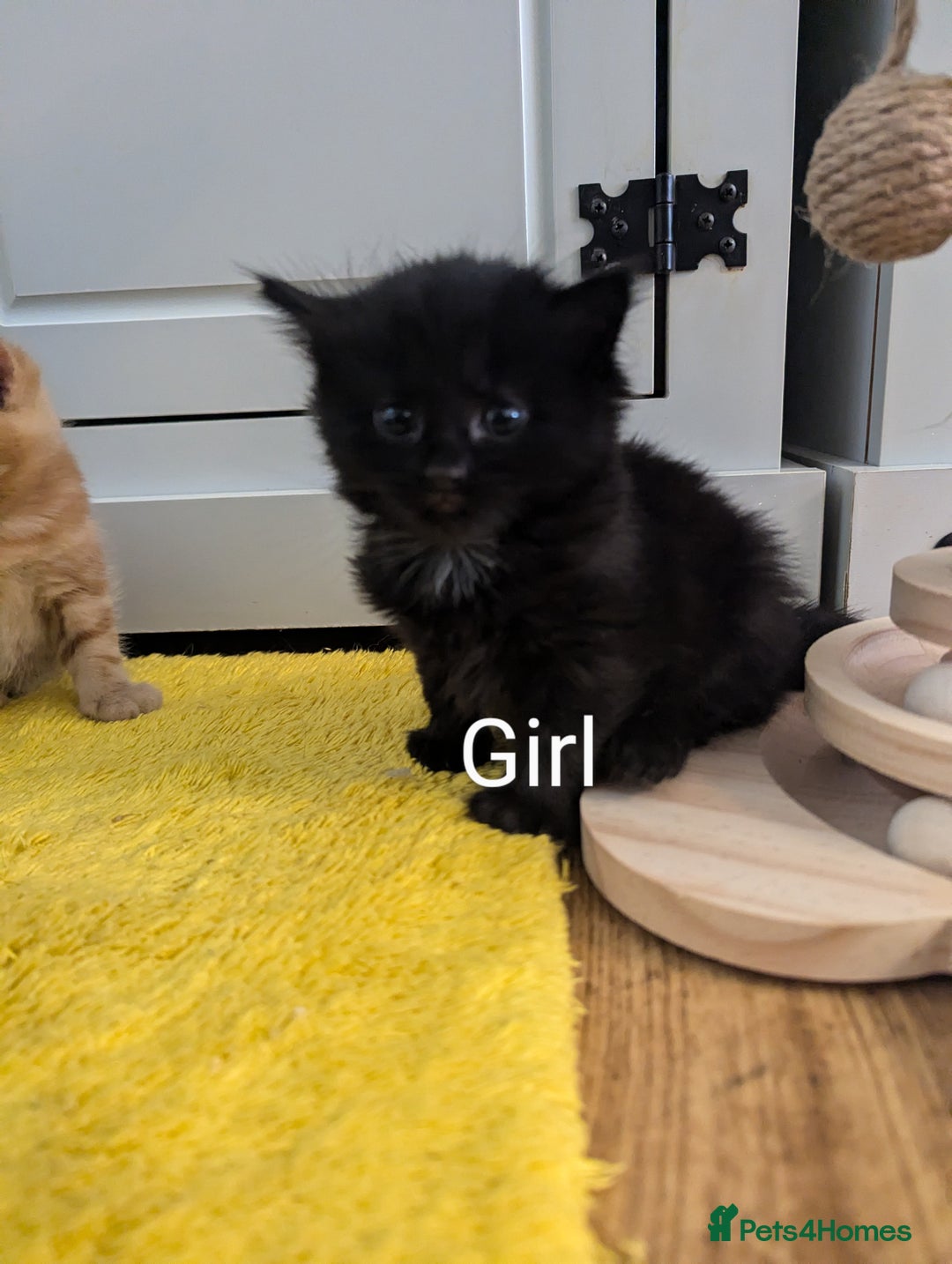 Mixed Breed cats for sale: wonderful Kittens  - Image 7