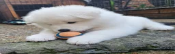 Samoyed dogs for sale: Adorable Samoyed puppies  - Advert 3