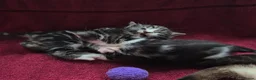 Mixed Breed cats for sale: Amazing family kittens - Advert 9