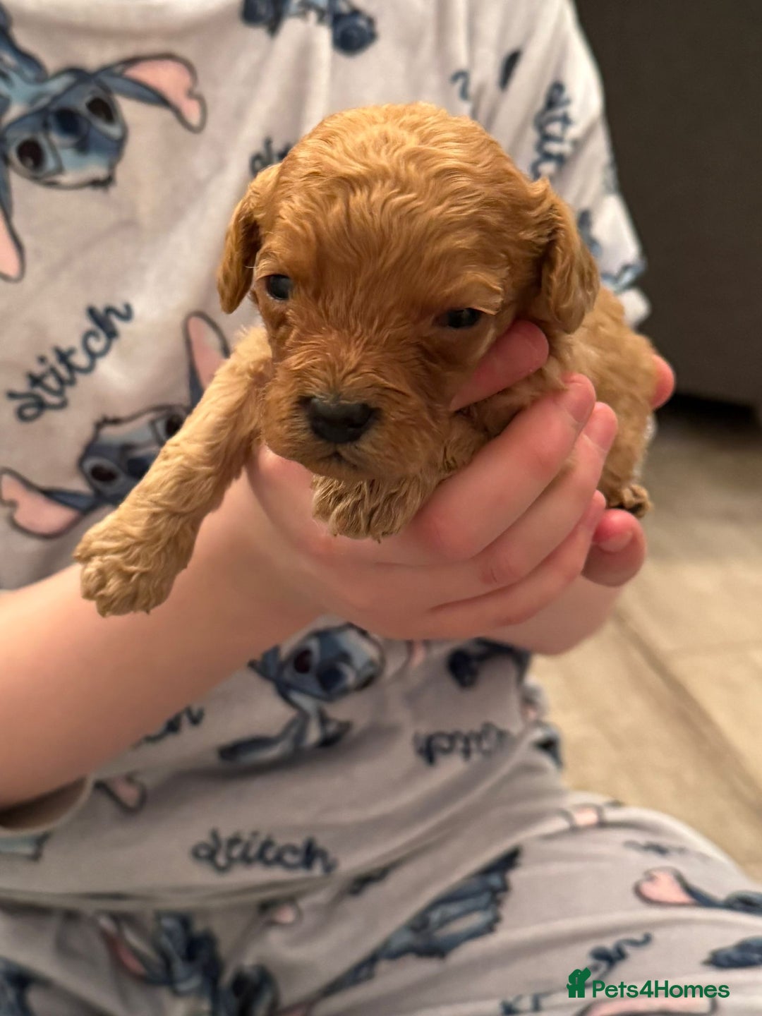 Cockapoo dogs for sale: F2 cockapoo puppies! - Advert 7