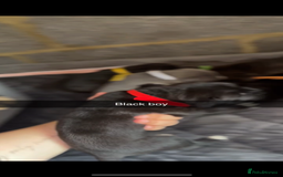 Cane Corso dogs for sale: Cane Corso first litter of puppies !! - Image 14