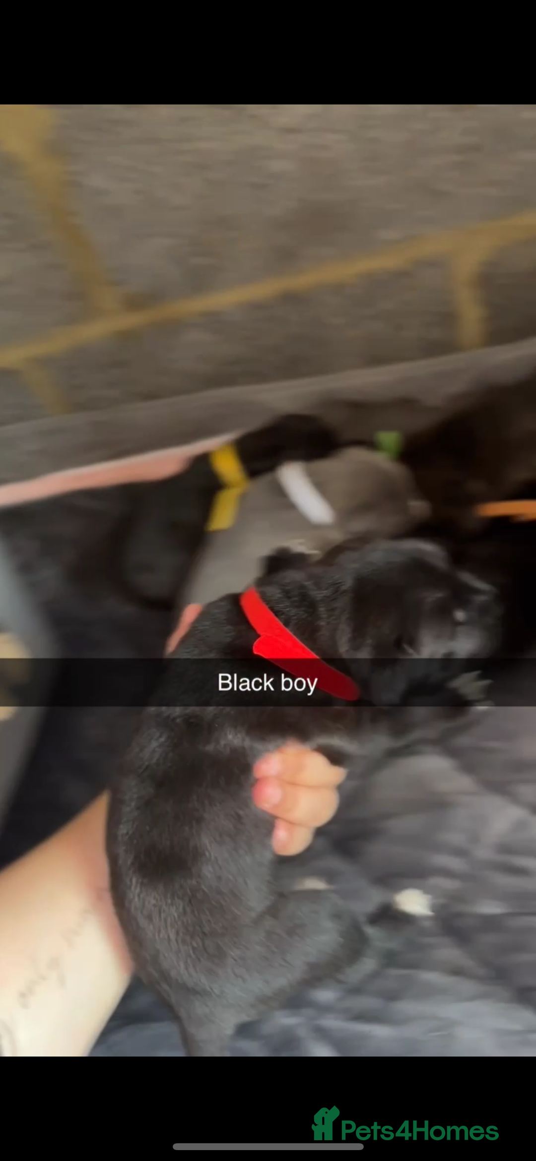 Cane Corso dogs for sale: Cane Corso first litter of puppies !! - Image 14