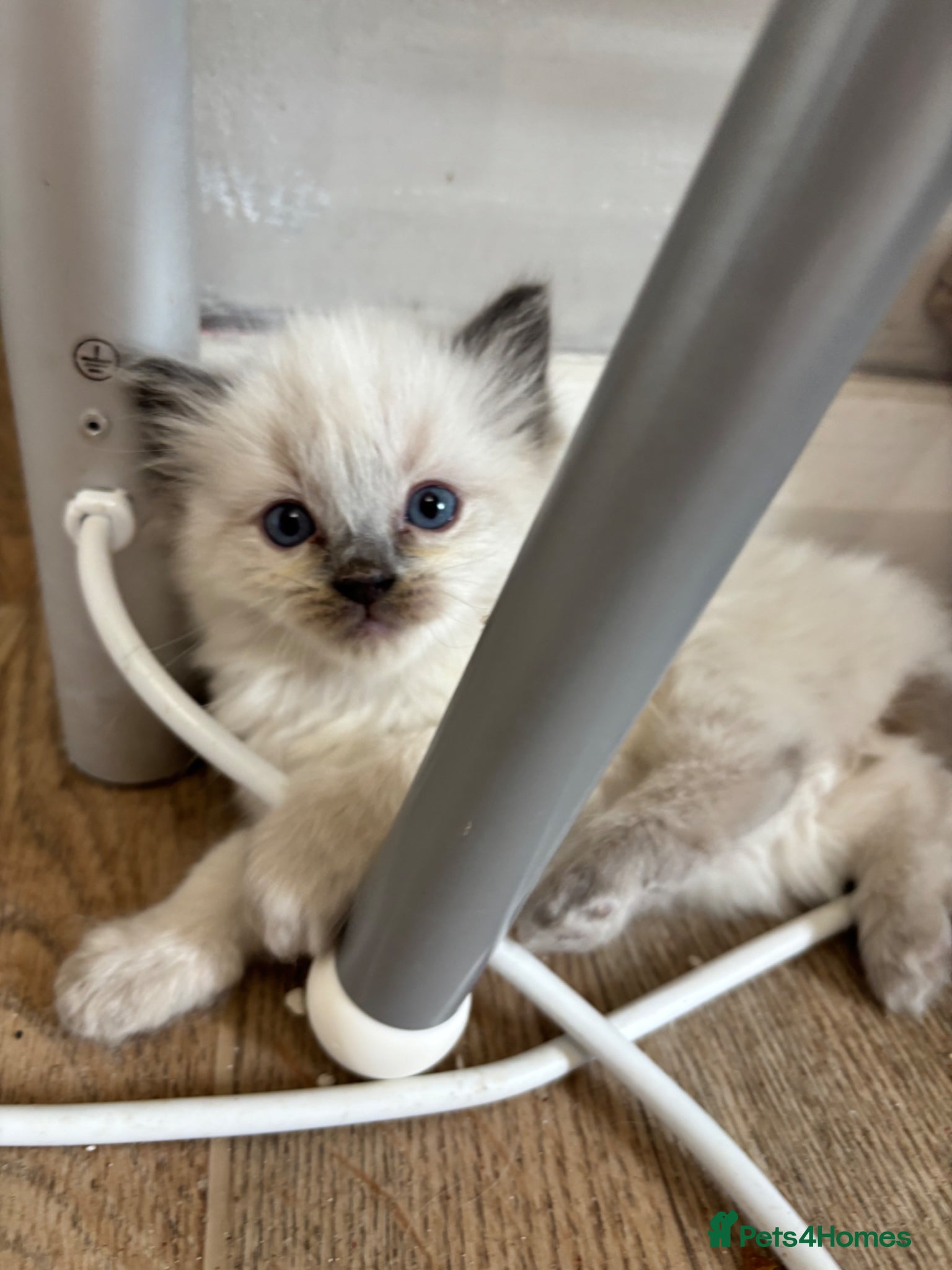 Ragdoll cats Bluepoint Ragdoll kittens 1 x boy & 1 x girl left  - Advert 2