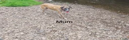 Lurcher dogs for sale: Mali x sluki puppies  - Advert 25