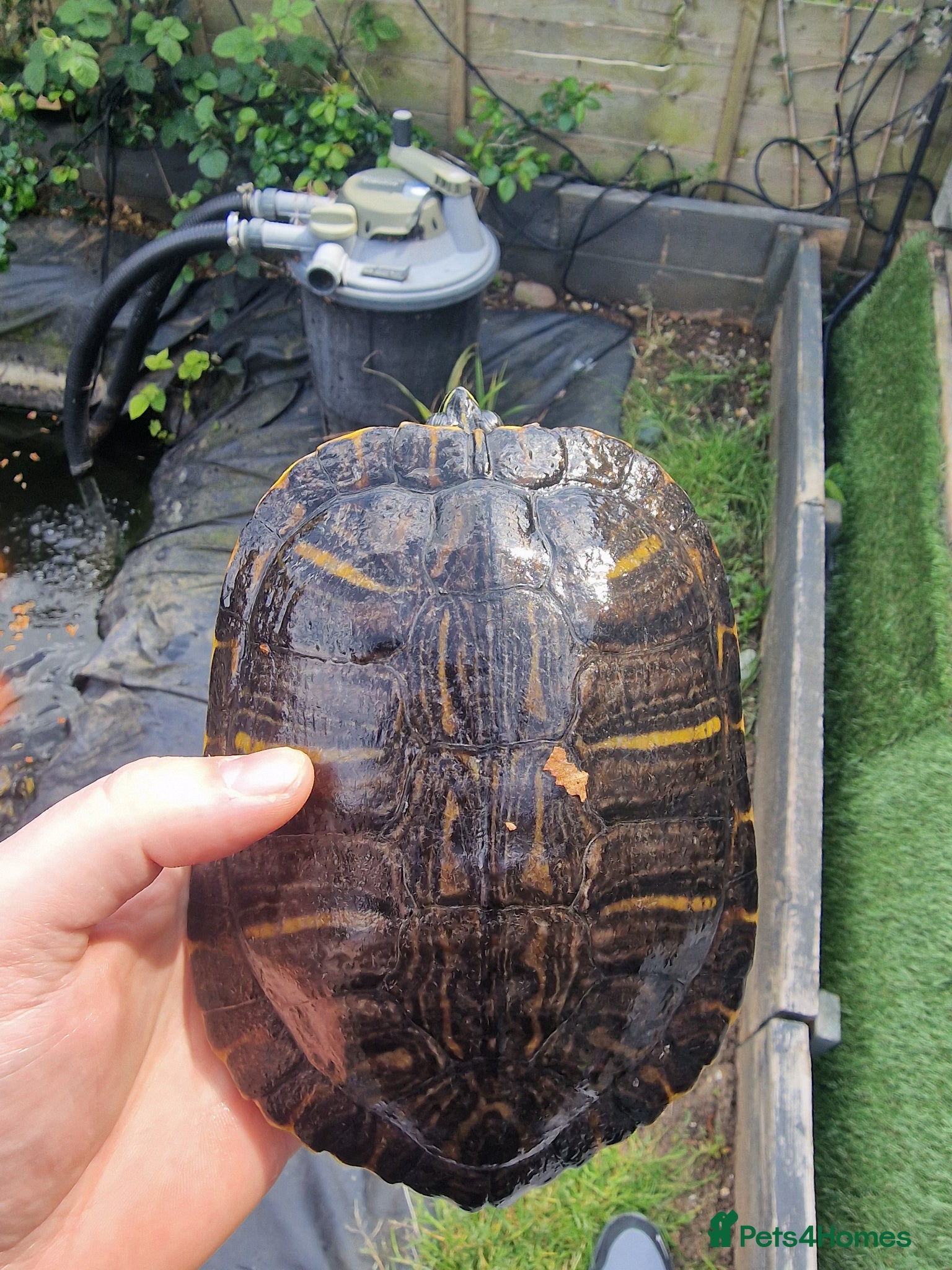 Turtle reptiles Needs a new home  - Advert 2