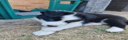 Mixed Breed dogs for sale: Border Collie/Husky Cross Puppies  - Advert 28