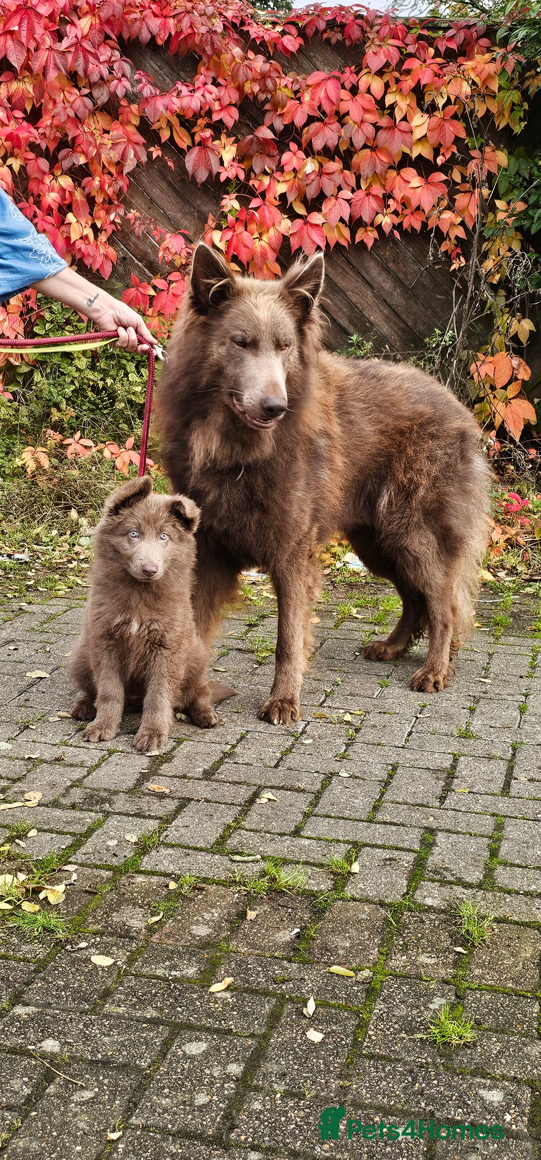 German Shepherd dogs for stud: Kc health tested solid isabella gsd in Bedford - Advert 6