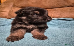 German Shepherd dogs for sale: KC German Shepherd Puppies Blue, White & Black/Tan - Image 16