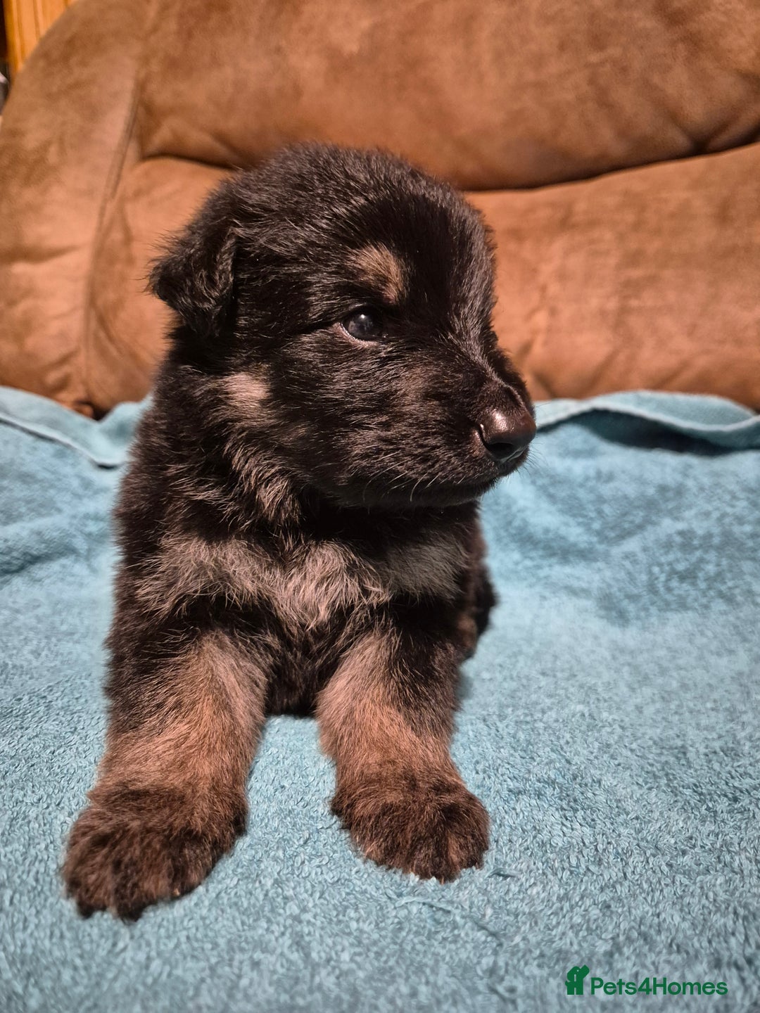 German Shepherd dogs for sale: KC German Shepherd Puppies Blue, White & Black/Tan - Image 16