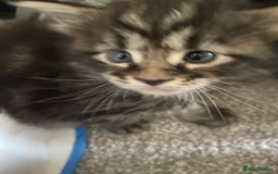 Maine Coon cats for sale: Half Main Coon and Ragdoll - Image 9
