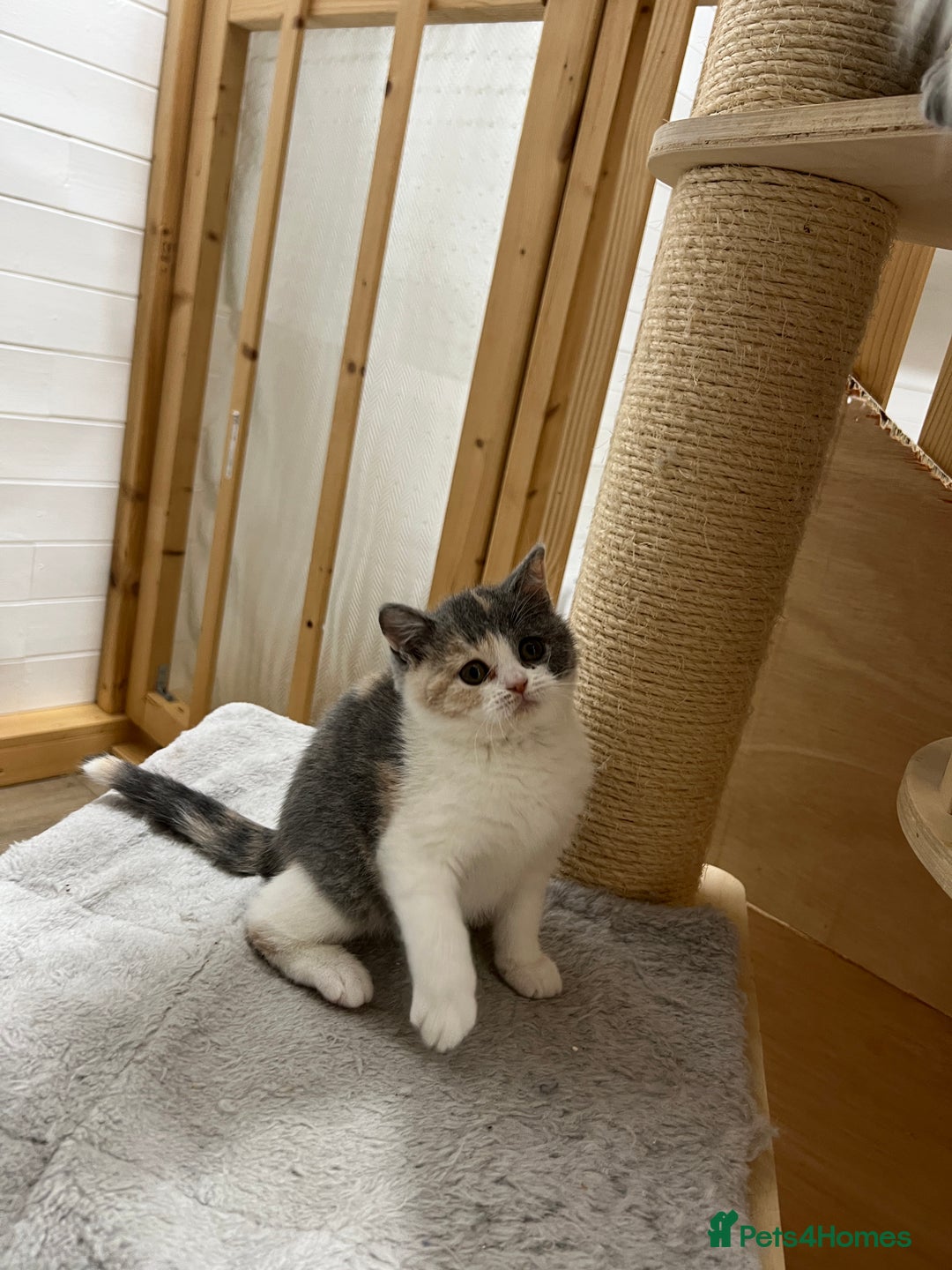 British Shorthair cats for sale: Adorable GCCF registered BSH kittens - Image 4