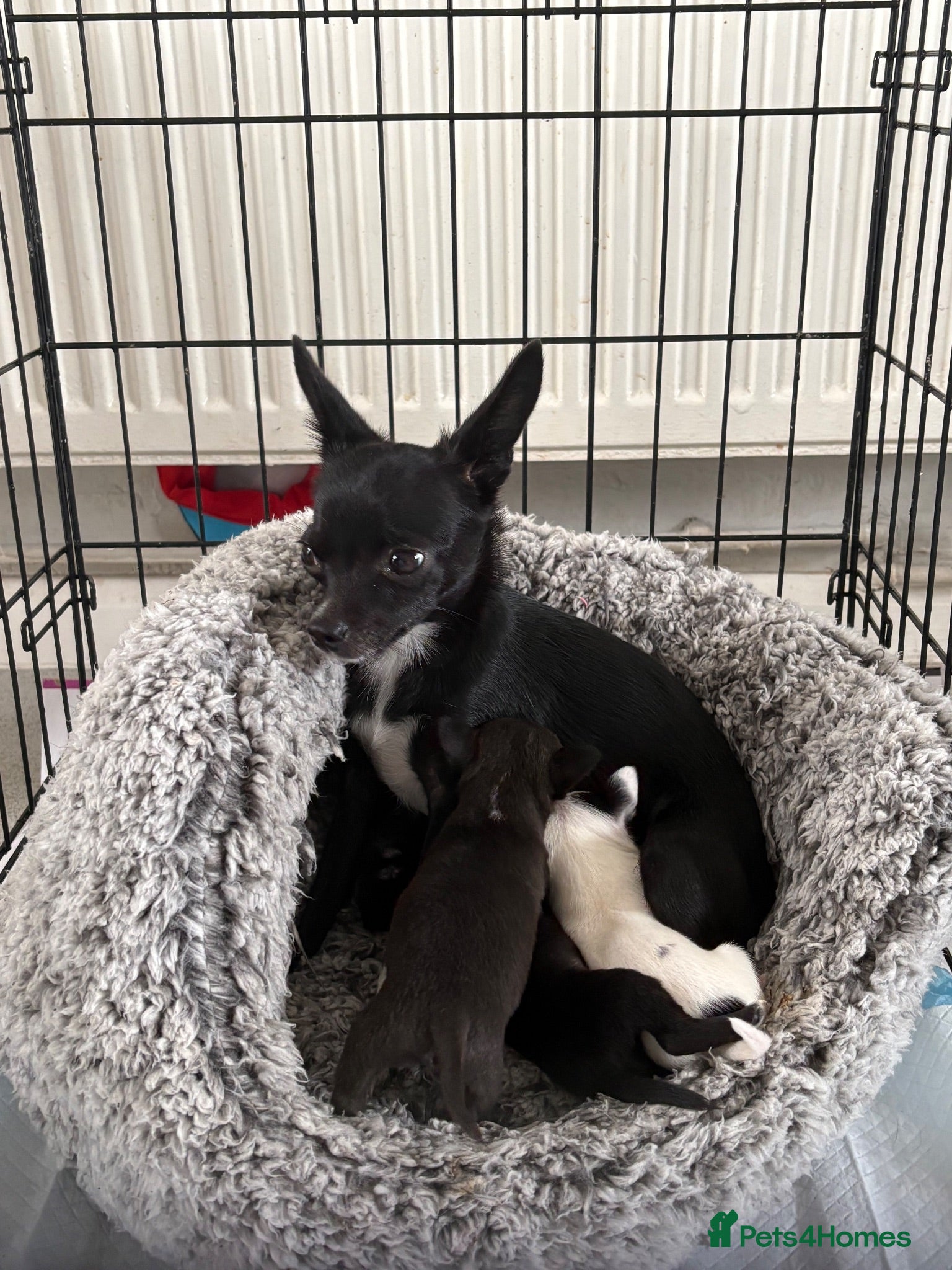 Mixed Breed dogs 3 beautiful chihuahua cross pups  - Advert 1