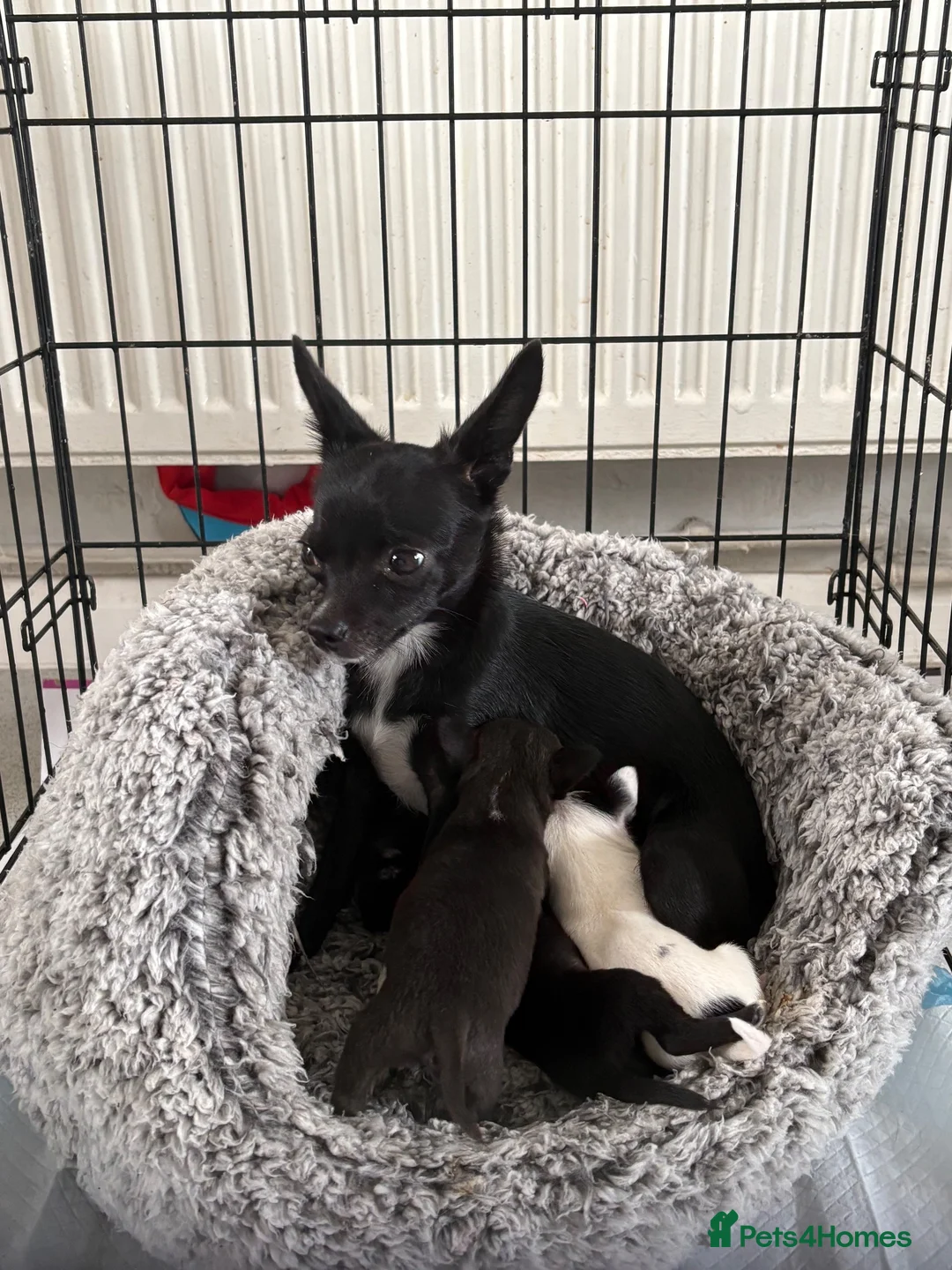 Mixed Breed dogs for sale: 3 beautiful chihuahua cross pups  - Advert 1