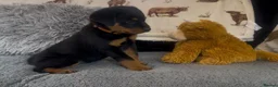 Rottweiler dogs for sale: Rottweiler Pups ready to leave  - Advert 26