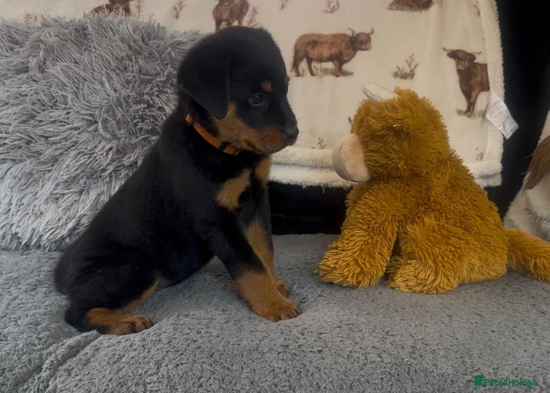 Rottweiler dogs for sale: Rottweiler Pups ready to leave  - Advert 26