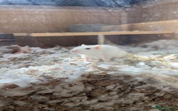 Gerbil rodents for sale: 2 Bonded Male Gerbils - Image 1