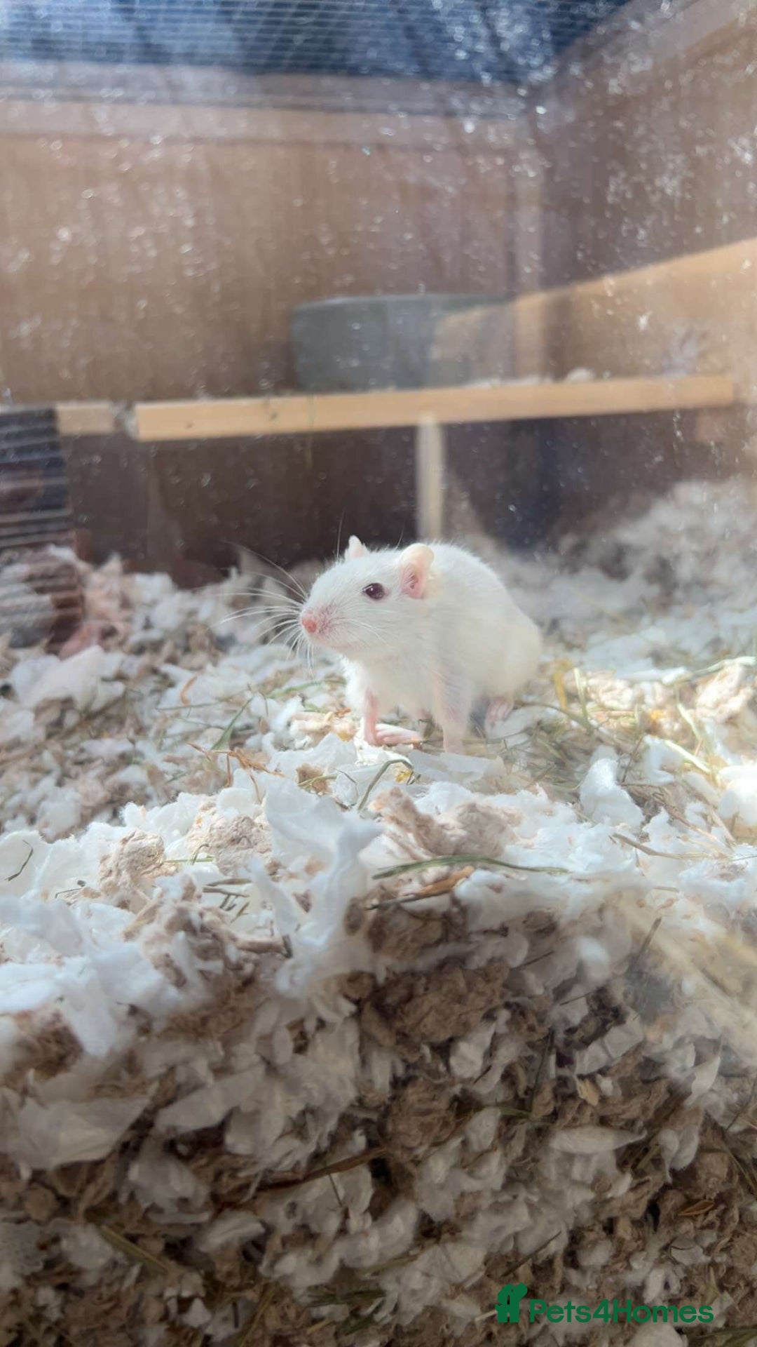 Gerbil rodents for sale: 2 Bonded Male Gerbils - Image 1