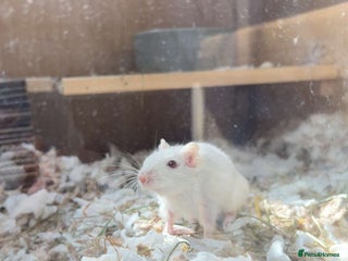 Gerbil rodents - Advert 1