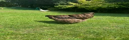 Chickens poultry for sale: Four fabulous Orpington ladies! - Advert 9