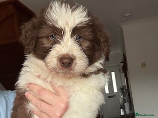 Bearded Collie dogs Bearded collie mix puppy’s - Advert 1