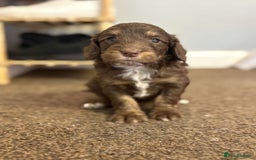 Cockapoo dogs for sale: Stunning F1 Cocapoos - Image 9