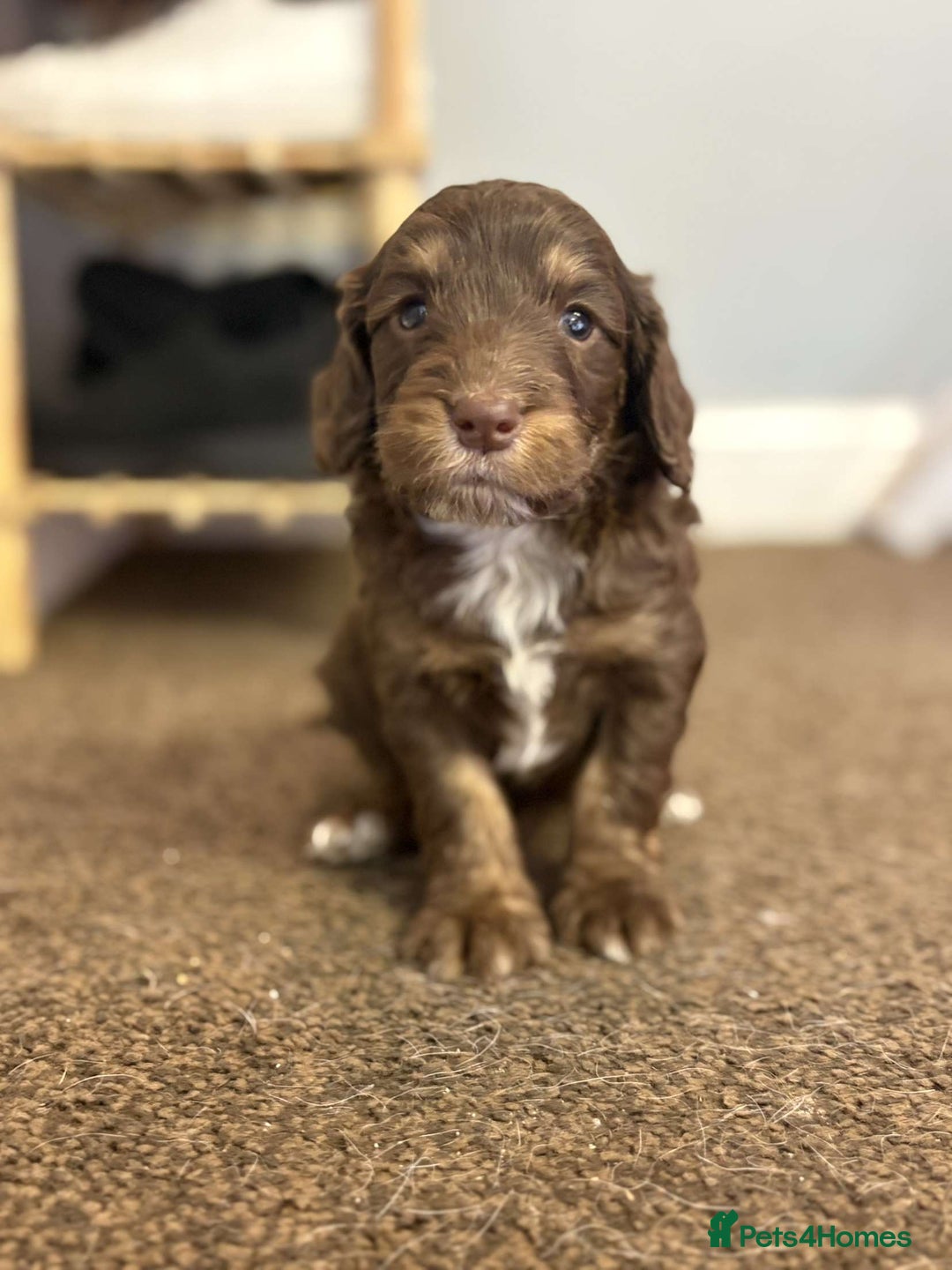 Cockapoo dogs for sale: Stunning F1 Cocapoos - Image 9