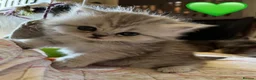 British Longhair cats for sale: Beautiful Longhaired Kittens  - Advert 19