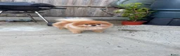 Pomeranian dogs for stud: Pomeranian stud - Advert 4