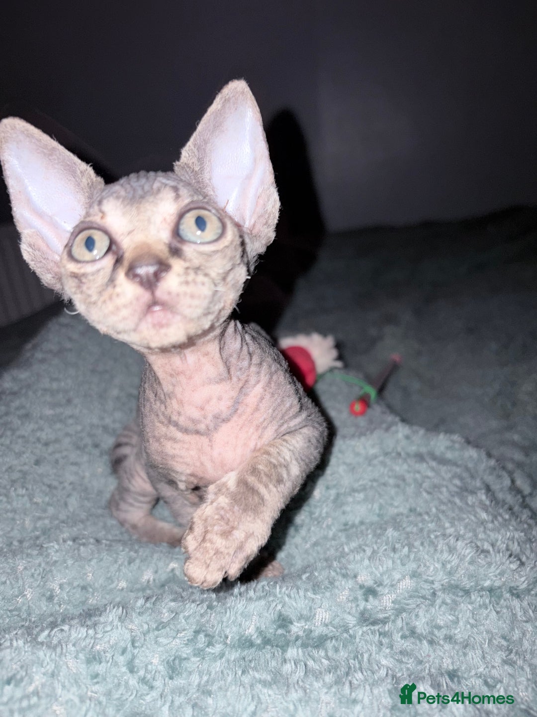 Sphynx cats for sale: X3 beautiful spynx kittens  - Advert 5