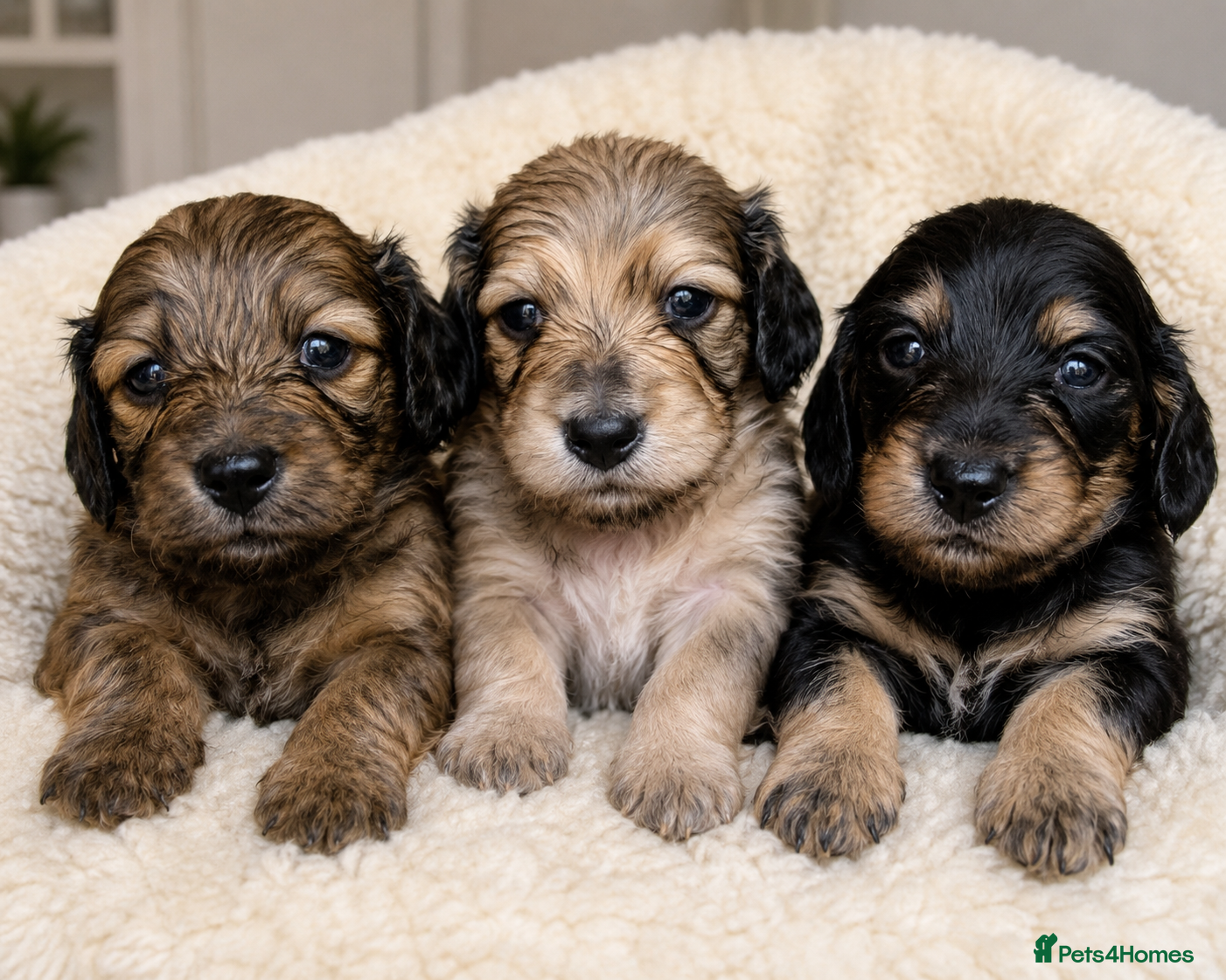 Miniature Dachshund dogs 🌟KC reg.Miniature LH Dachshund Puppies 🌟  - Advert 4