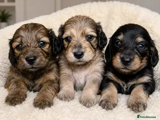 Miniature Dachshund dogs 🌟KC reg.Miniature LH Dachshund Puppies 🌟 - Advert 4