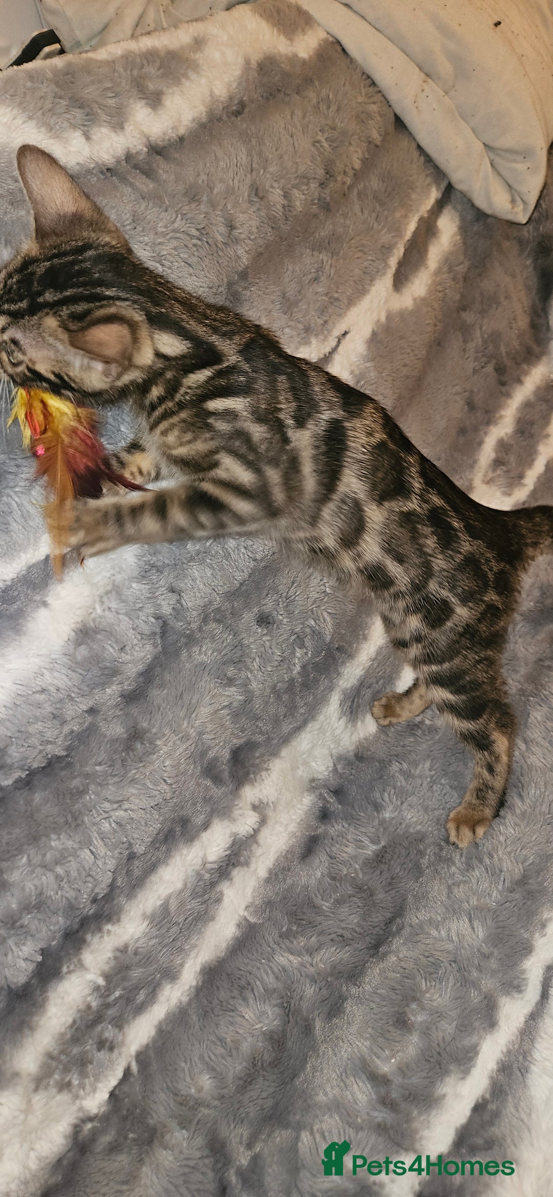 Bengal cats for sale: SHOW QUALITY BABIES  in Andover - Image 11