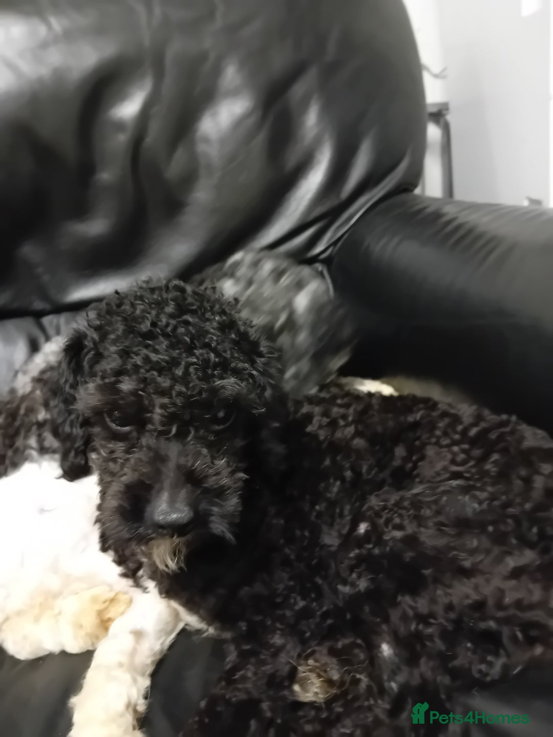 Cavapoo dogs for sale: Year old cavapoos for rehoming  - Advert 4