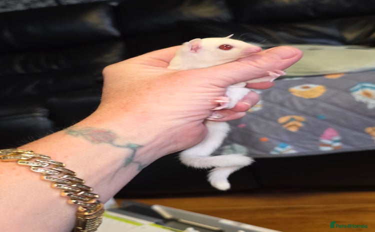 Sugar Glider rodents - Advert 2