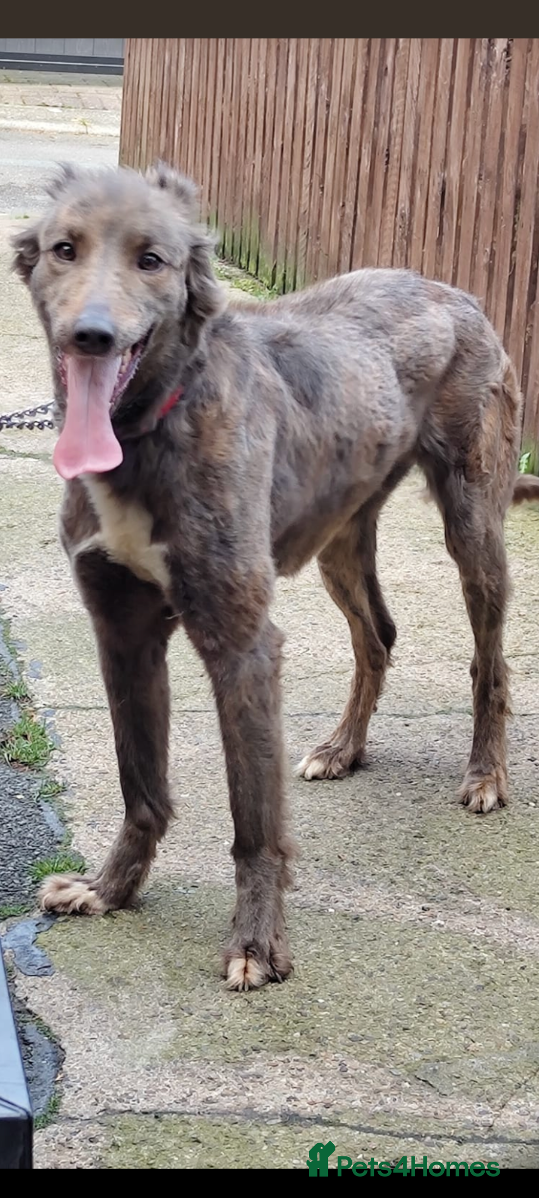Mixed Breed dogs for sale: German shepherd cross deerhound  - Image 6