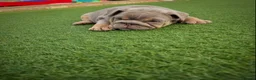 English Bulldog dogs for sale: English Bulldogs  - Advert 3