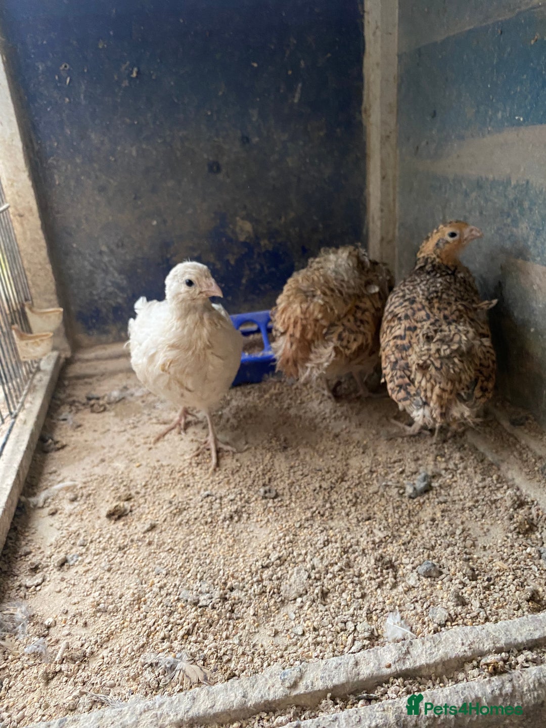 Chickens poultry for sale: Beautiful cock, Pigeon,Quail,H-egg,priceseparate  in Barking - Image 12