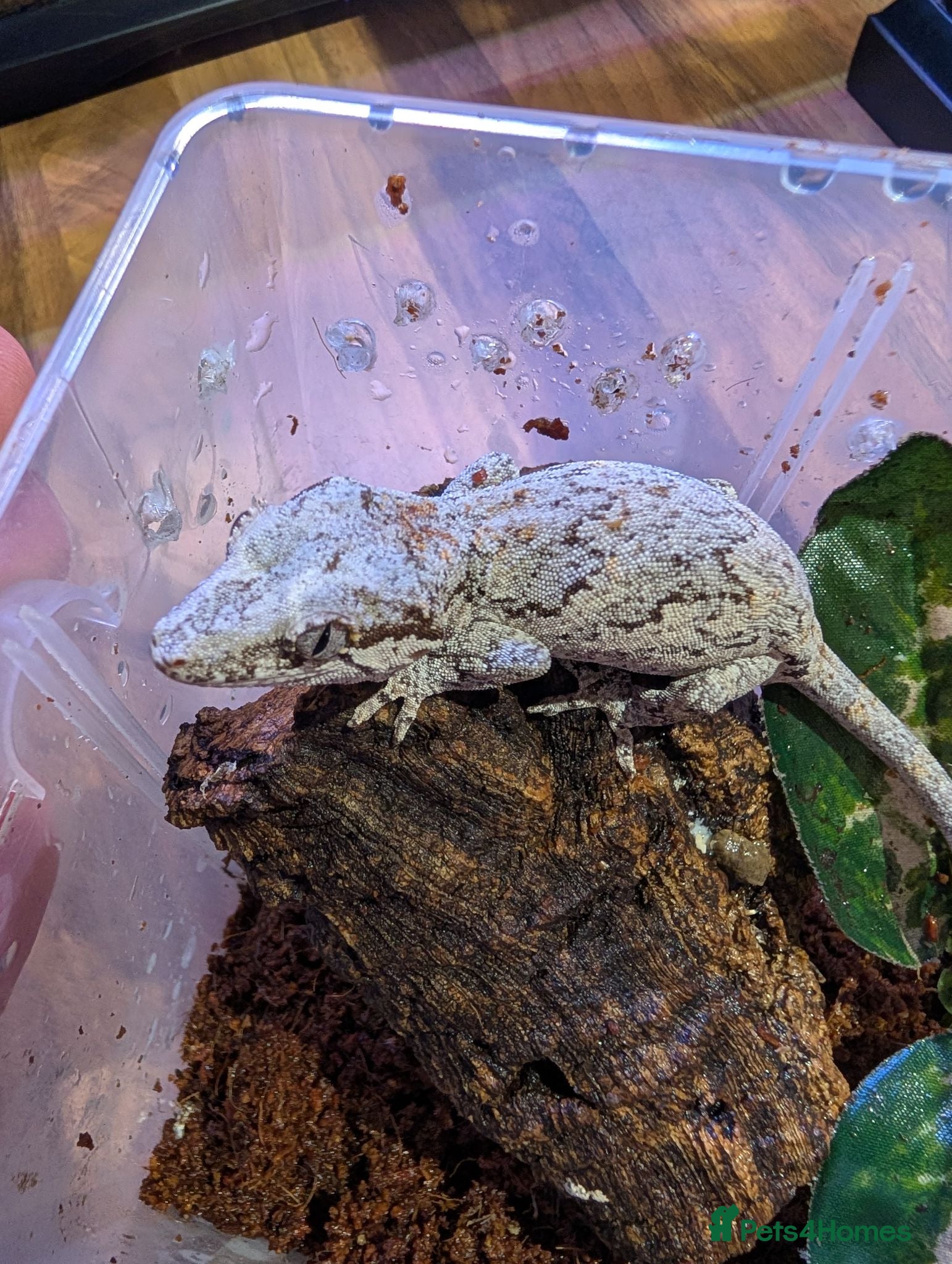 Gecko reptiles Gargoyle Gecko (9 Months Old) - Advert 1