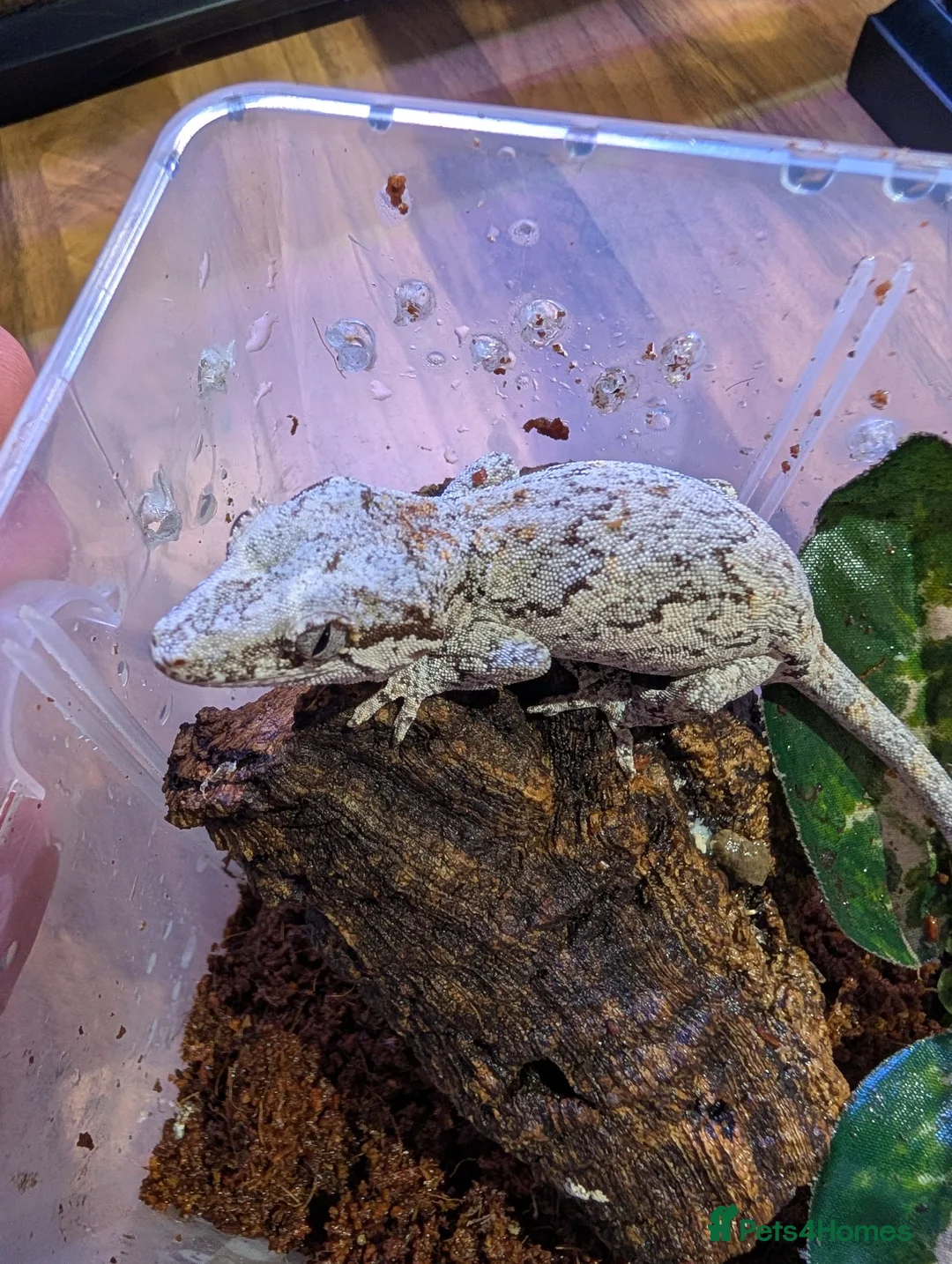 Gecko reptiles for sale: Gargoyle Gecko (9 Months Old) - Advert 1
